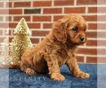 Small #4 Cavapoo