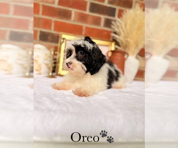 Medium Photo #3 Maltipoo Puppy For Sale in MURFREESBORO, TN, USA
