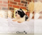 Small #2 Maltipoo