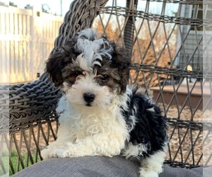 Poodle (Toy)-Yorkshire Terrier Mix Puppy for sale in CLARE, IL, USA