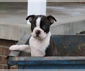 Boston Terrier Puppy for sale in FREDERICKSBG, OH, USA