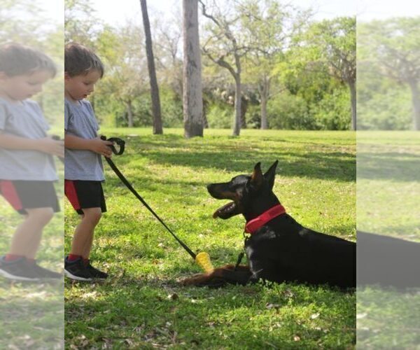 Medium Photo #24 Doberman Pinscher Puppy For Sale in FORT LAUDERDALE, FL, USA