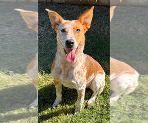 Ares - Male Mutt Dog for Adoption - Photo #3