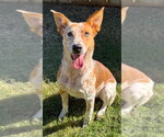 Small Photo #3 Mutt Puppy For Sale in Great Bend, KS, USA