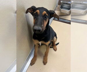 Doberman Pinscher-Unknown Mix Dogs for adoption in Riverside, CA, USA