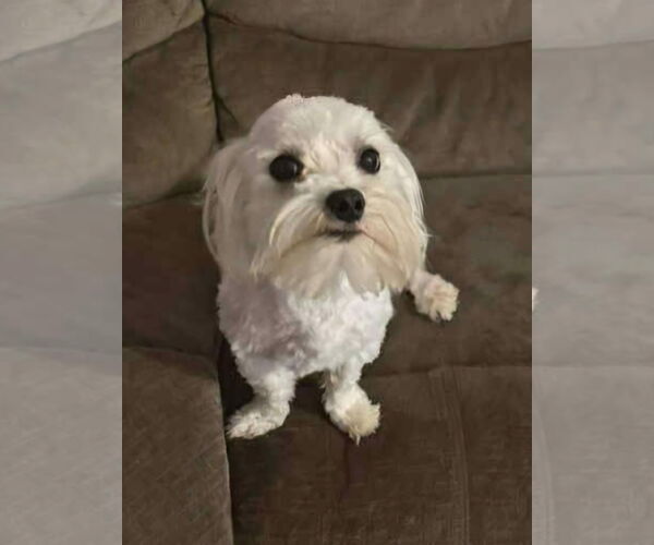 Medium Photo #1 Maltese Puppy For Sale in Croydon, NH, USA