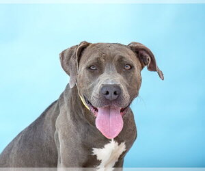 American Pit Bull Terrier Dogs for adoption in Pasadena, CA, USA