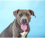 Small American Pit Bull Terrier