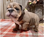 Small Photo #1 Bulldog Puppy For Sale in JACKSONVILLE, FL, USA