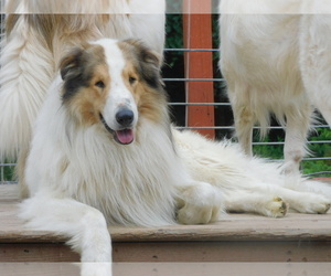 Bearded Collie Puppy for sale in WINDSOR MILLS, OH, USA