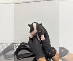 Small American Pit Bull Terrier Mix
