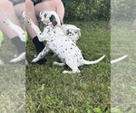 Small #6 Dalmatian