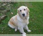 Small Photo #1 English Cream Golden Retriever Puppy For Sale in NEWCOMERSTOWN, OH, USA