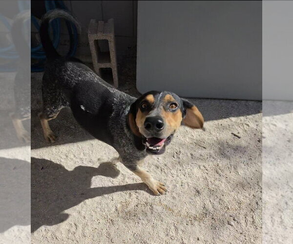 Medium Photo #11 Coonhound Puppy For Sale in Las Vegas, NV, USA