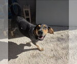 Small #10 Coonhound