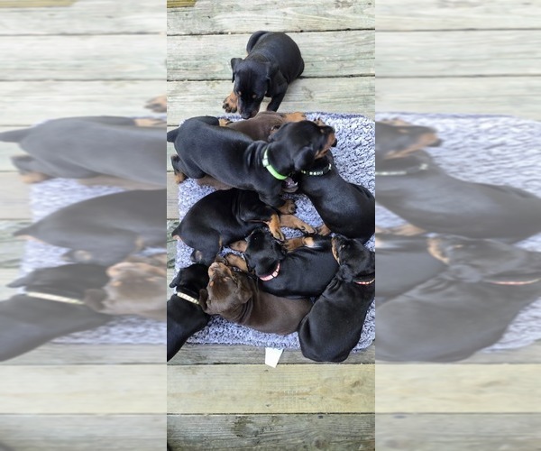Medium Photo #1 Doberman Pinscher Puppy For Sale in WHEELING, IL, USA
