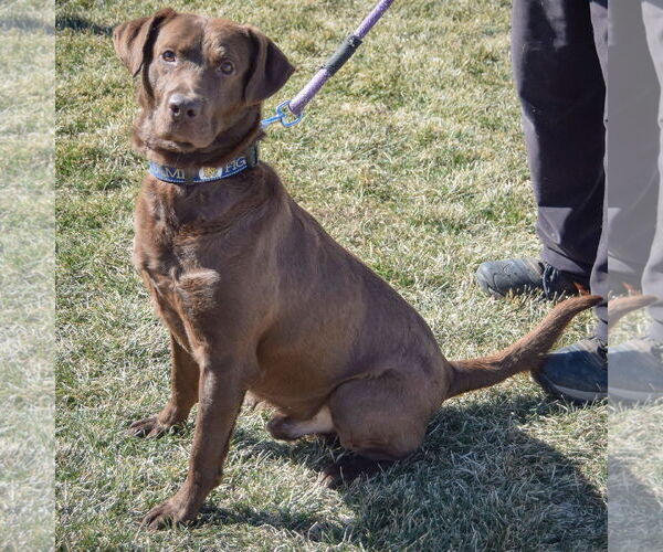 Medium Photo #4 - Mix Puppy For Sale in Huntley, IL, USA