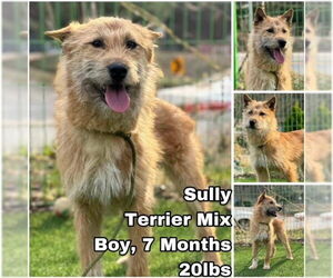 Mutt Dogs for adoption in Seattle, WA, USA