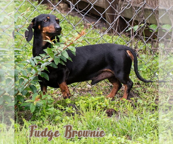 Medium Photo #7 Dachshund Puppy For Sale in San Antonio, TX, USA