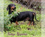 Small #6 Dachshund
