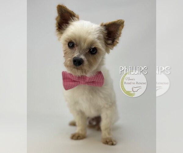 Medium Photo #2 Mutt Puppy For Sale in Benton, LA, USA