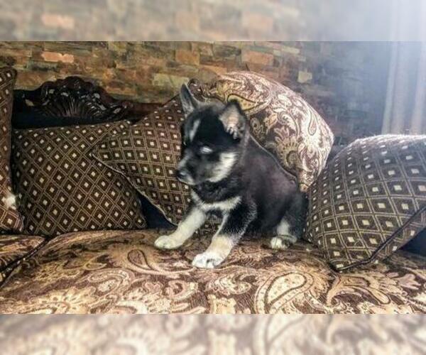 Medium Photo #9 Siberian Husky Puppy For Sale in WILDOMAR, CA, USA
