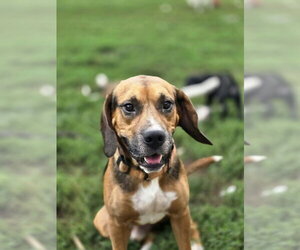 Gravy - Male Beagle-Unknown Mix Dog for Adoption - Photo #9