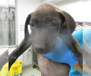 American Pit Bull Terrier Dogs for adoption in Oklahoma City, OK, USA