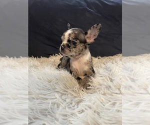 Faux Frenchbo Bulldog Puppy for sale in ANDERSON, IN, USA