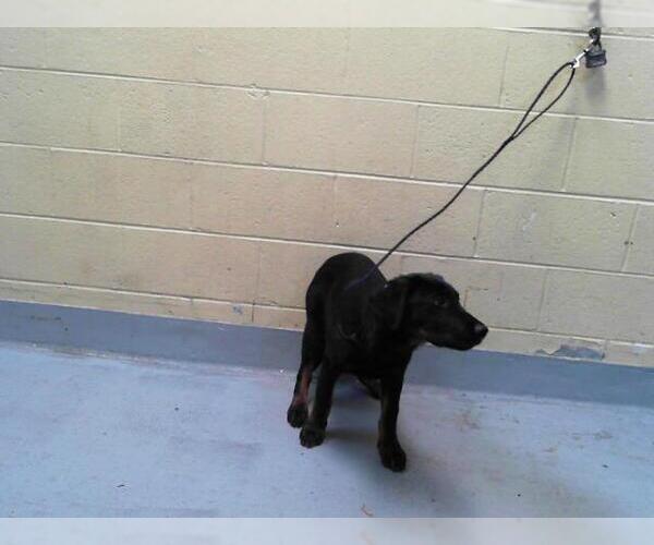 Medium Photo #1 Rottweiler-Unknown Mix Puppy For Sale in Tulsa, OK, USA