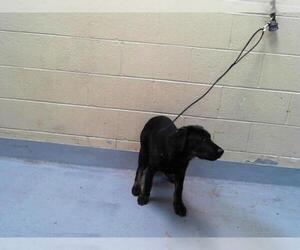 Rottweiler-Unknown Mix Dogs for adoption in Tulsa, OK, USA
