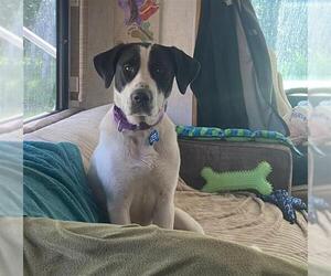 Great Pyrenees-Unknown Mix Dogs for adoption in Fairbanks, AK, USA