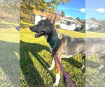 Small Photo #2 Mutt Puppy For Sale in Hinton, WV, USA