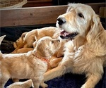 Small Photo #1 Goldador Doodle Puppy For Sale in ARROYO GRANDE, CA, USA