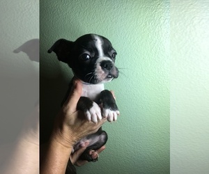 Boston Terrier Puppy for sale in INTERCESSION CITY, FL, USA