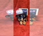 Small Photo #14 Yorkshire Terrier Puppy For Sale in AKRON, OH, USA