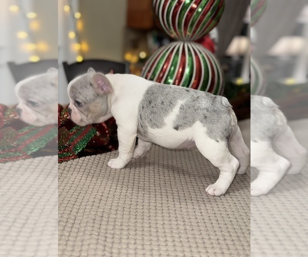 Medium Photo #7 French Bulldog Puppy For Sale in HILTON, NY, USA