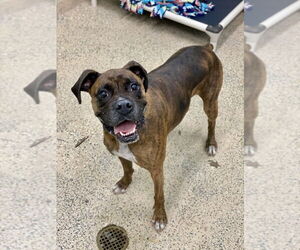Boxer Dogs for adoption in Austin, TX, USA