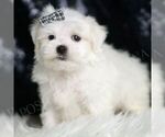 Small #2 Maltese