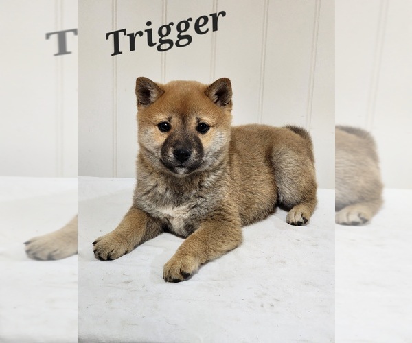 Full screen Photo #2 Shiba Inu Puppy For Sale in ORWELL, OH, USA