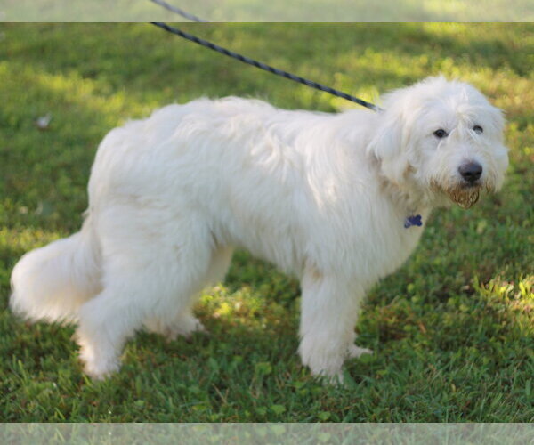 Medium Photo #3 Pyredoodle Puppy For Sale in Cookeville, TN, USA