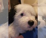 Small Photo #26 Old English Sheepdog Puppy For Sale in WILMINGTON, OH, USA