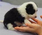 Small Photo #2 Miniature Australian Shepherd Puppy For Sale in ELMHURST, IL, USA