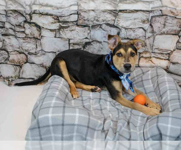 Medium Photo #4 Mutt Puppy For Sale in Kennesaw, GA, USA