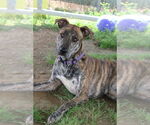 Small #2 Labrador Retriever-Whippet Mix