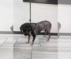 Black and Tan Coonhound-Unknown Mix Dogs for adoption in Mobile, AL, USA