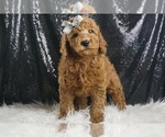Puppy Duckie F1B Goldendoodle (Miniature)