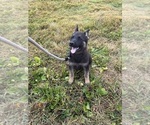 Small Photo #31 German Shepherd Dog Puppy For Sale in SUMPTER TWP, MI, USA