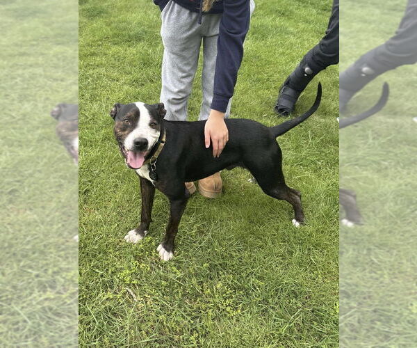 Medium Photo #7 Boxer-Unknown Mix Puppy For Sale in Springdale, PA, USA
