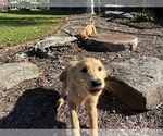Small #7 Goldendoodle-Poodle (Miniature) Mix